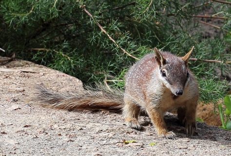 "Please, go on" says Public Holiday Numbat [unchanged via quollism on flickr under CC]