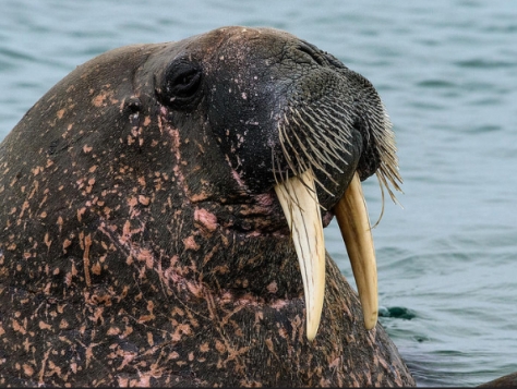 Maybe that's harsh. Could a walrus be anything but elegant? [via Allan Hopkins on flickr under CC 2.0]