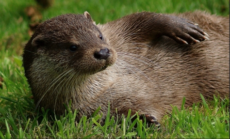 This would be the point for  a tenuous link to the concept of lying back and enjoying the talk like this otter. It's just an excuse to share the otter. 